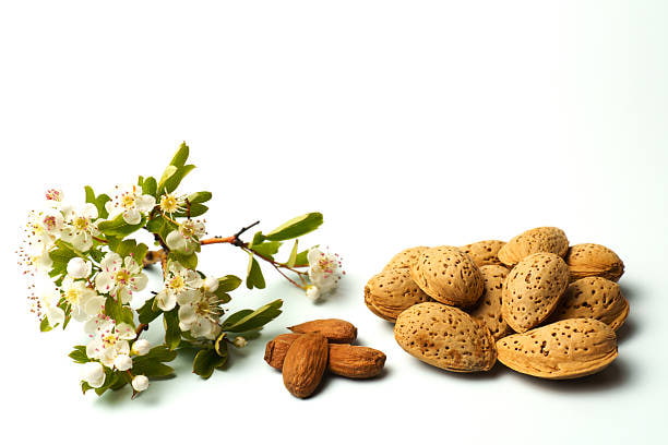 تصویر 2 از خرید کره بادام درختی + قیمت فروش استثنایی
